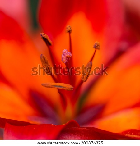 A macro shot of a fiery looking asiatic lily.
