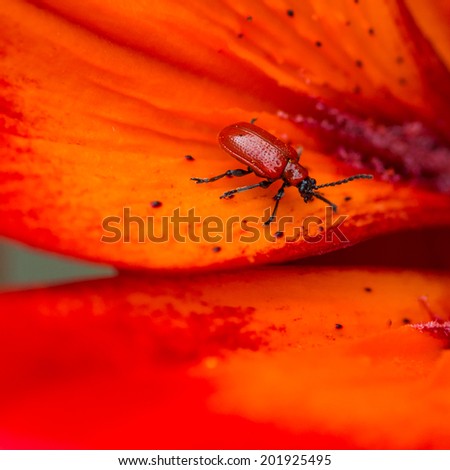 A macro shot of a red lily beetle sitting on the petals of an asiatic lily.