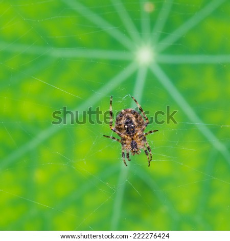 A macro shot of a garden spider in front of a nasturtium leaf.