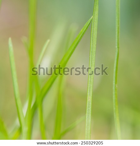 A macro shot focusing on a single blade of grass and using a very shallow depth of field.
