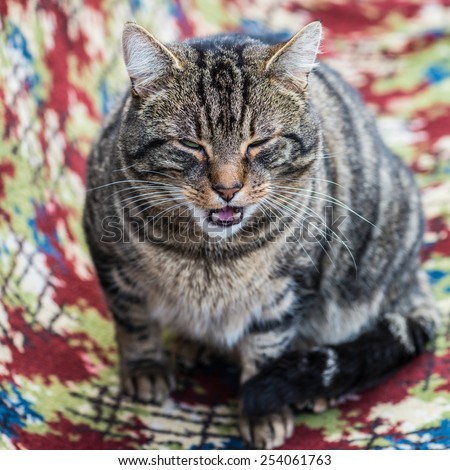 A shot of a tabby cat meowing.