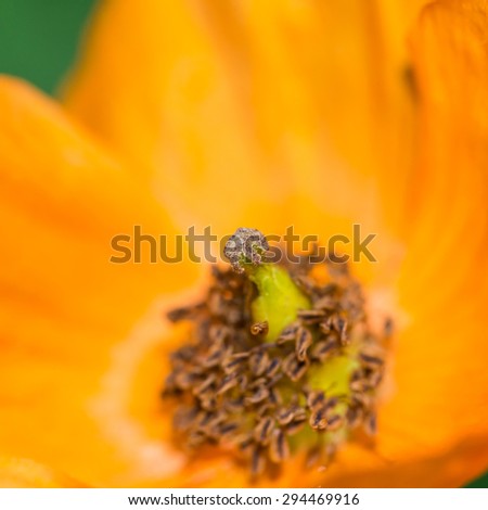 A macro shot of an orange welsh poppy bloom.