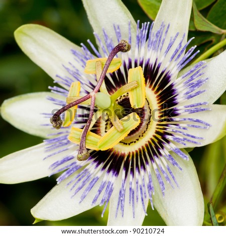 The unusual flower of a passion flower plant.