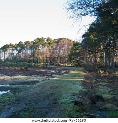 Looking towards the edge of a wooded area in the New Forest national park.