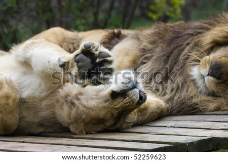Photo of a great lion resting in the park