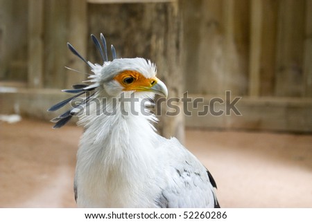 photo of a beautiful tropical bird in the park