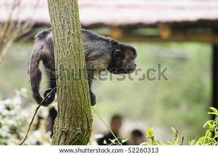 Photo of a wild monkey on a three