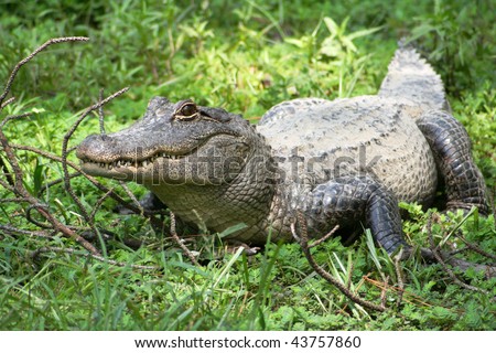 An alligator standing in a swamp, looking to side