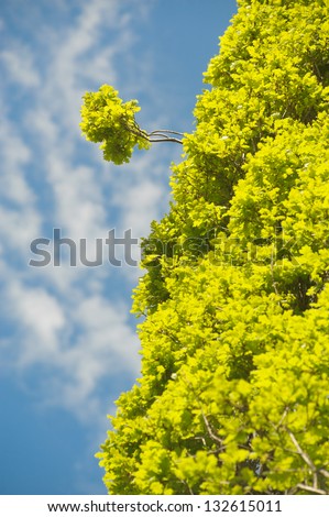 Green leaves of oak on blue sky background