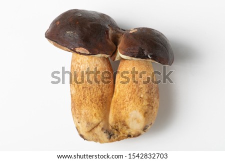 Image, Stock Photo Chestnut Röhrling Food