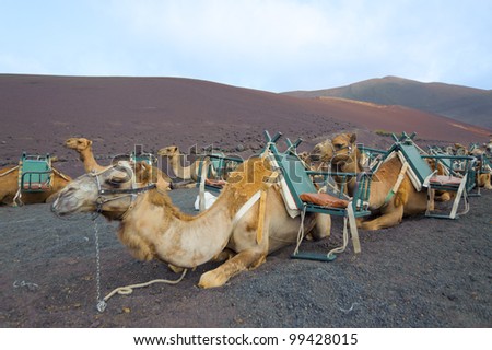 camels at Timanfaya national park wait for tourists for a guided tour
