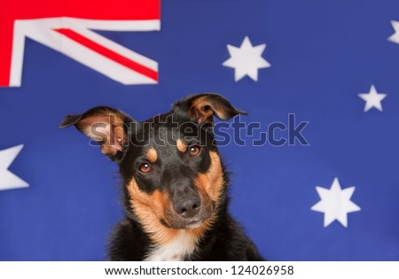 Kelpie dog (an Australian breed of sheep dog) with Australian flag background