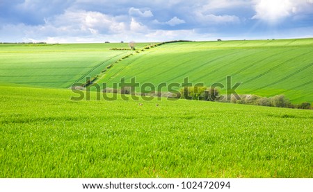 Green field with rabbits running wild