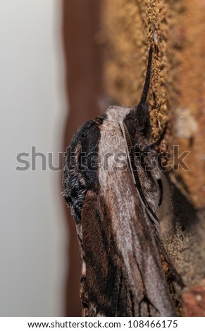 Privet hawk moth on wall head close up