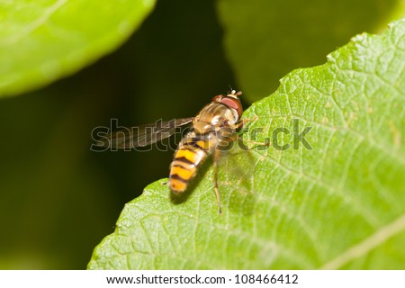 Hover fly macro on a leaf