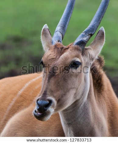 Elan antelope laid down