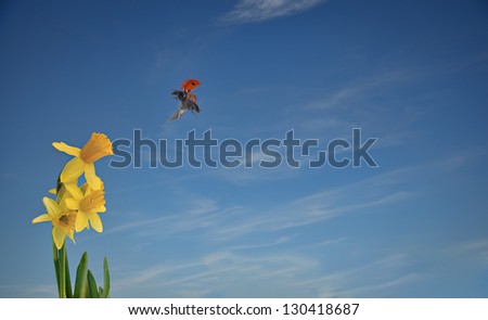 Lady bird in flight on way to flower