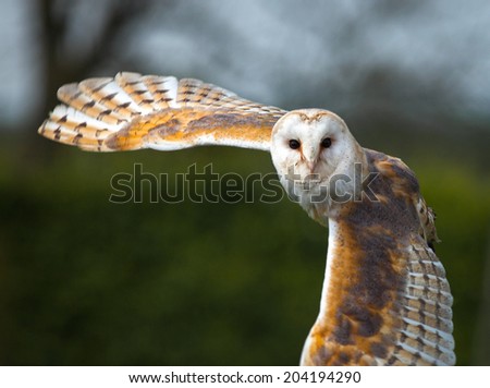 Barn owl in the country side flying