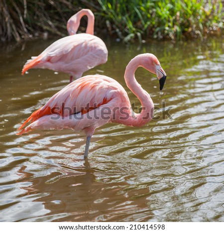 Two flamingos wading in the river
