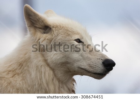 White wolf close up head shot