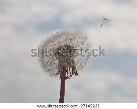 A dandelion with seed flying away