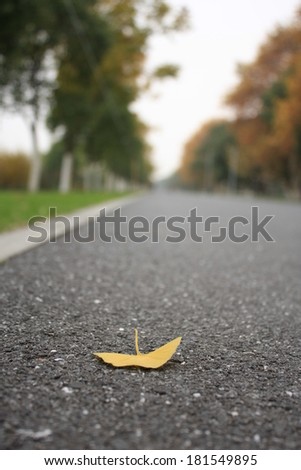 yellow ginkgo leaf on the road of China
