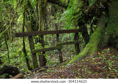 Old wood fences with many classified plant species at upper hill evergreen forest.