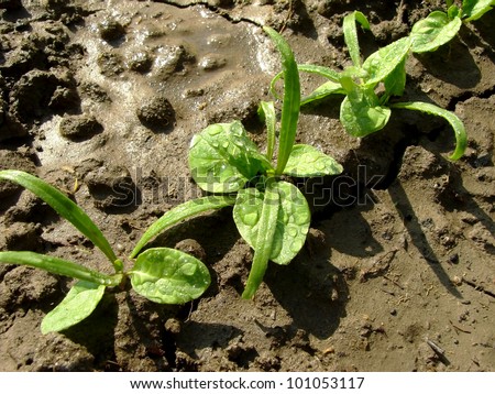 young spinach seedlings with water drops