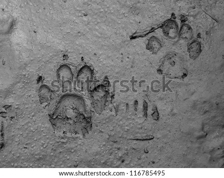 real dog footprints in wet ground black and white