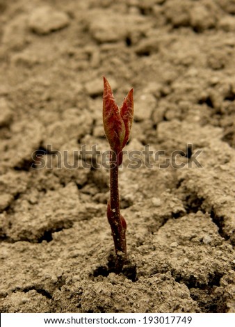 just germinated small red oak tree seedling