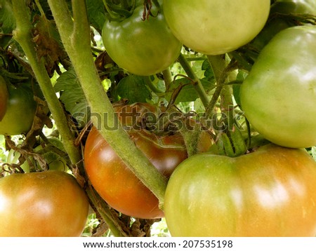 brown tomatoes ripening on plant