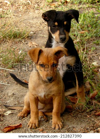 red and black puppies sitting together at the country yard