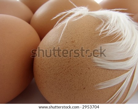 close-up of the hen\'s eggs with hen\'s feather