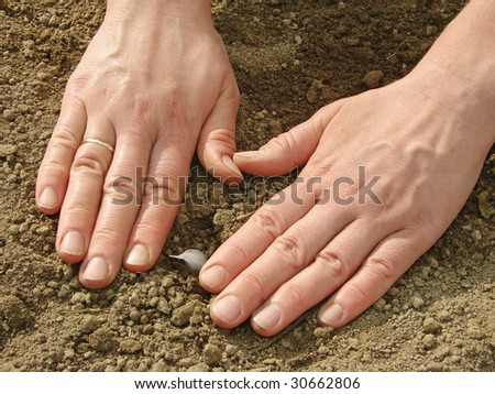 woman hands sowing garlic into the ground