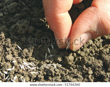 hands sowing seeds into the ground