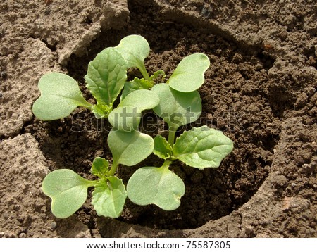 Chinese cabbage seedlings growing on the vegetable bed