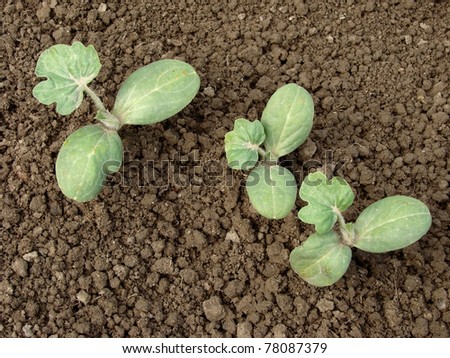 young watermelon seedlings growing on the vegetable bed