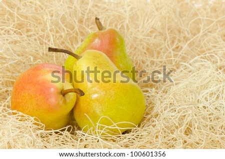 Three pears nested in a bed of wood shavings