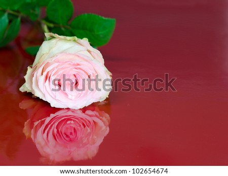 Pink cabbage rose on reflective red surface