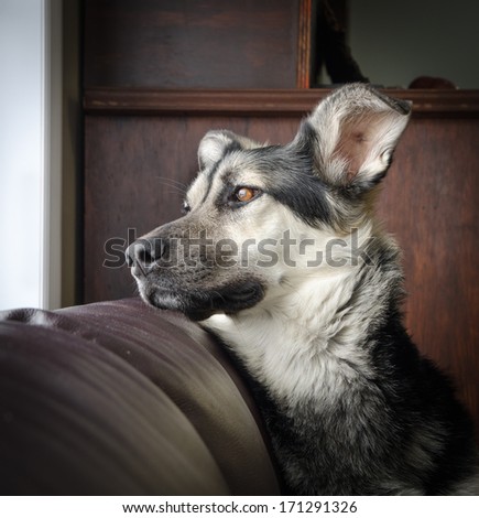 A German shepherd cross dog looking out a window