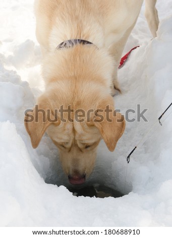A dog watching an ice fishing hole