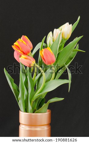 White and orange tulips against a black background