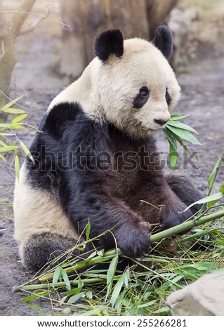 Giant panda bear sitting and eatig bamboo