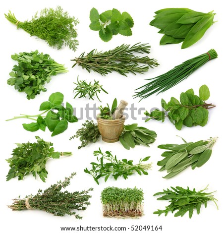 Fresh Herbs Collection Isolated On White Background Stock Photo ...