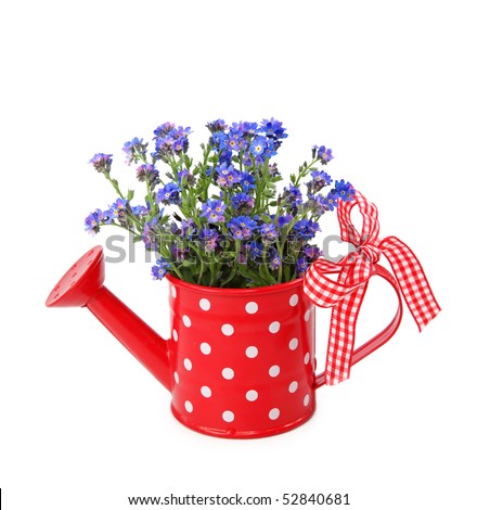 Forget-Me-Not Flowers In Red Watering-Can Isolated On White Background ...