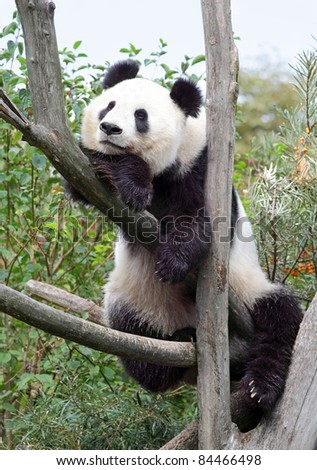 The giant panda in zoo