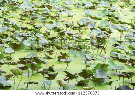 Lotus pond with lotus leaf green.