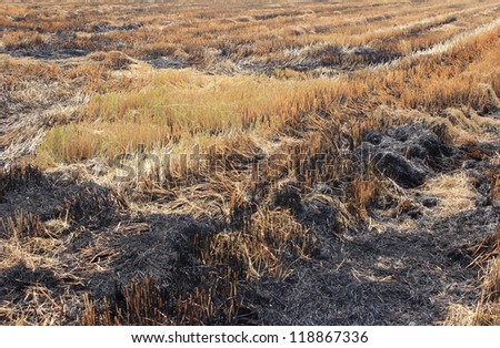 After harvest. Farmers burning rice straw.