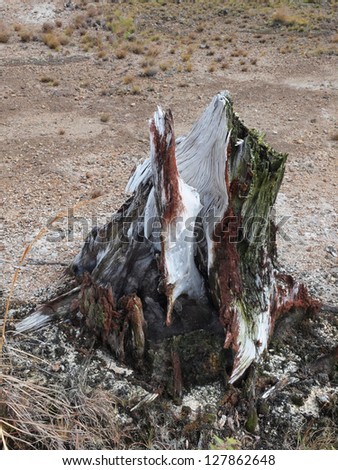Tree stump in Puhimau Thermal Area created by magma on Big Island, Hawaii, Kilauea volcano