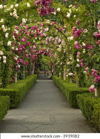 Similar – Foto Bild Weiße Rosen Durchgang Wand